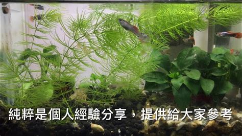 養魚先養水|養魚先養水，養水怎麼養？